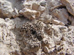 Pioneering Desert Moss: Key to Mars Colonization?