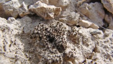 Syntrichia caninervis