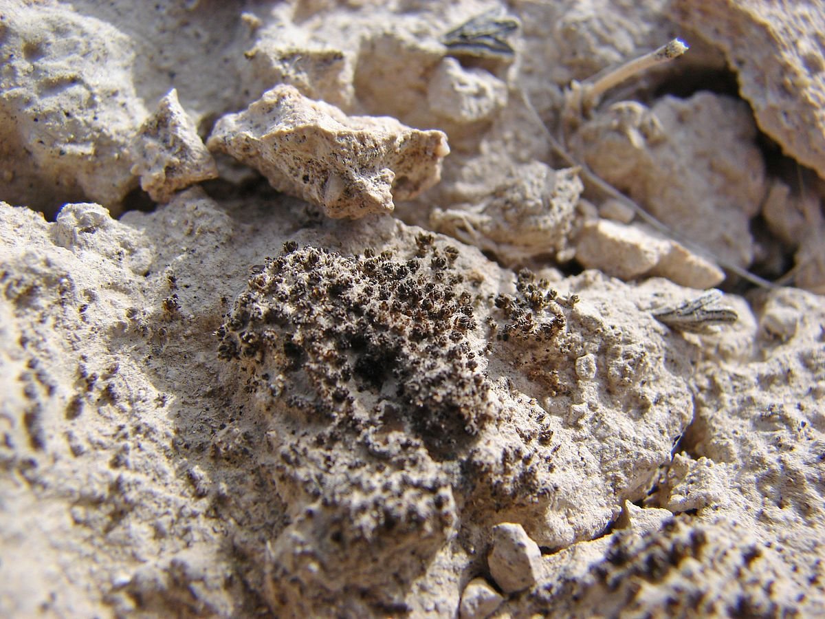 Syntrichia caninervis