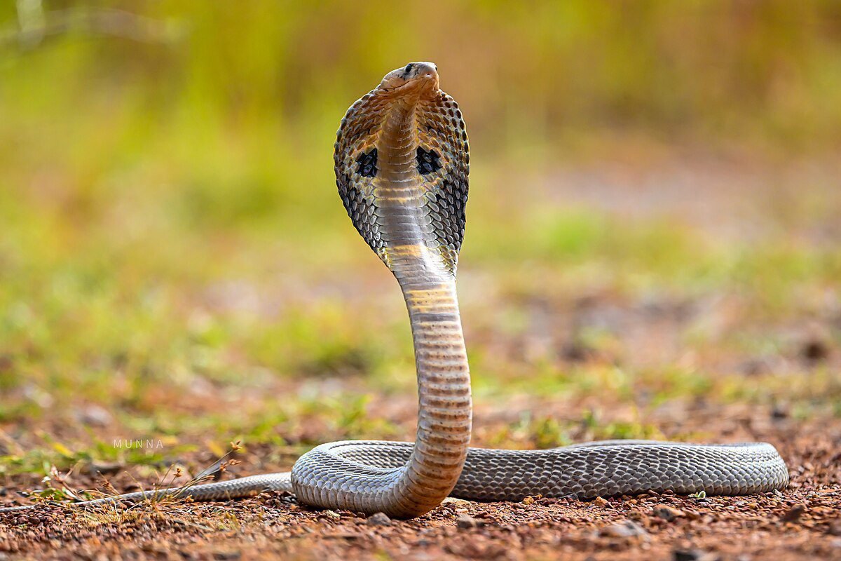 Cobra