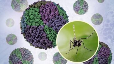 Aedes Mosquito and Renderings of Dengue Virions