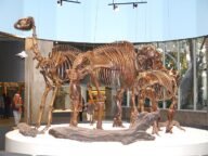 Megafauna skeletons in the Museum at La Brea Tar Pits LA DSC