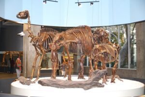 Human Impact on Megafauna Extinction Revealed in New Study