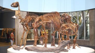 Megafauna skeletons in the Museum at La Brea Tar Pits LA DSC