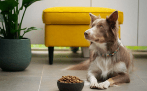 UK Approves Lab-Grown Pet Food: A Big Step Forward