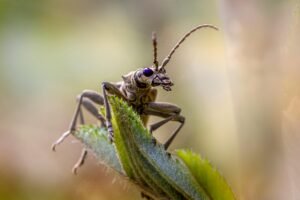 Climate Crisis Impacts Insect Colors and Reproduction, Study Reveals