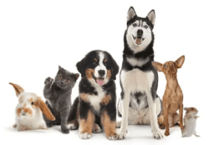 When Furry Friends Come with Furry Bills: The High Cost of Pet Care
