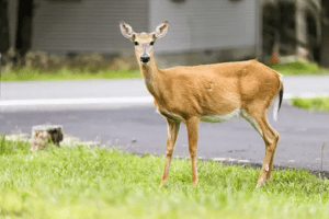 Deer Detectives: How AI Keeps 6,000 Deer Safe from Trains!