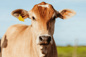 Cows: The Unexpected Heroes of Farming and Soil Health