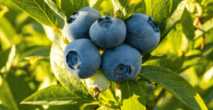 Blueberry Bonanza: Why Britons Are Going Crazy for Homegrown Berries